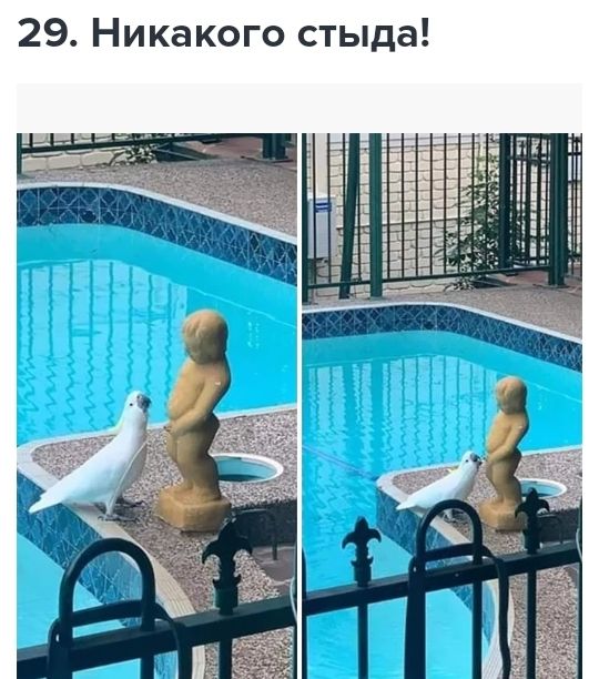 29 Никакого стыда