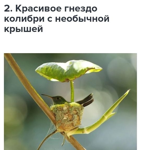 2 Красивое гнездо колибри необычной крышей