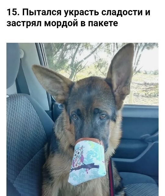 15 Пытался украсть сладости и застрял мордой в пакете