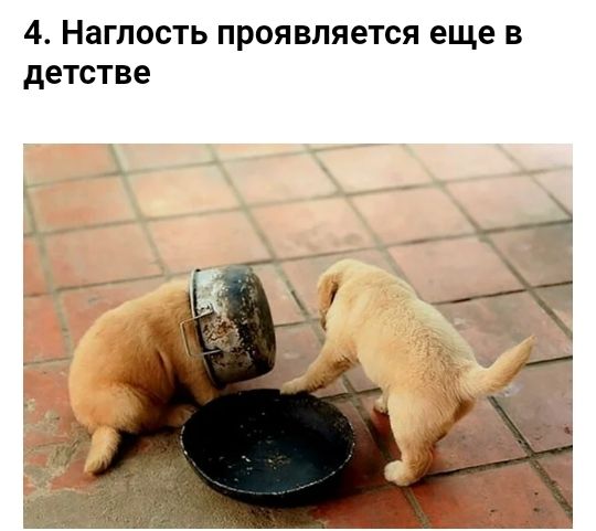 4 Нагпость проявляется еще в детстве
