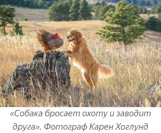 Собака бросает охотуи заводит друга Фотограф Карен Хоглунд