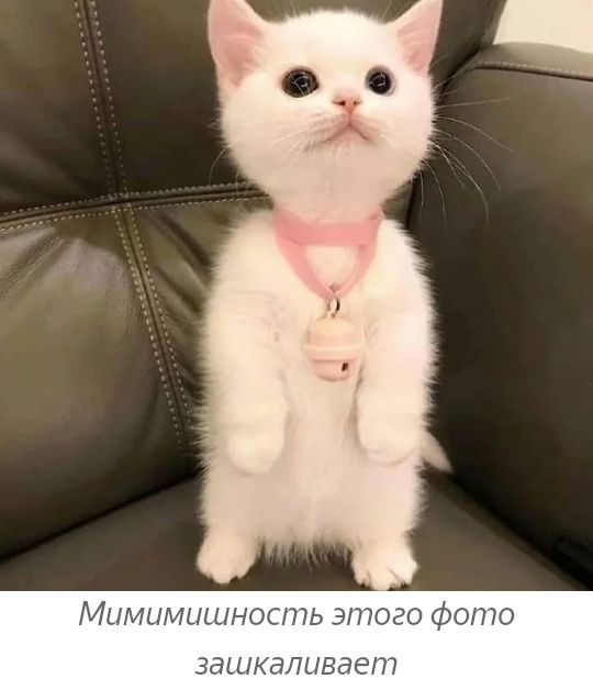 Мимимишность этого фото зашкаливает