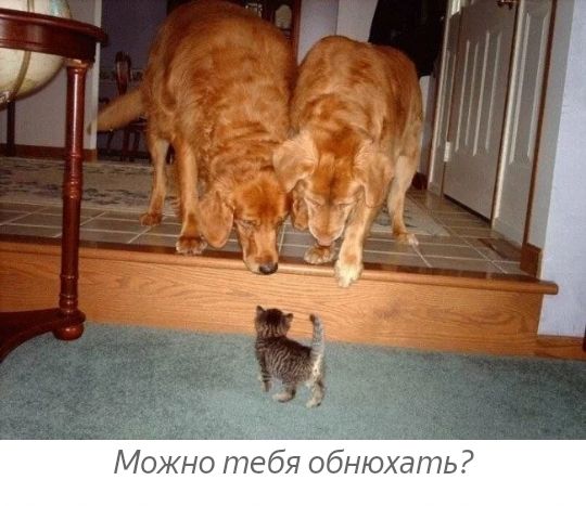 Можно тебя обнюхать