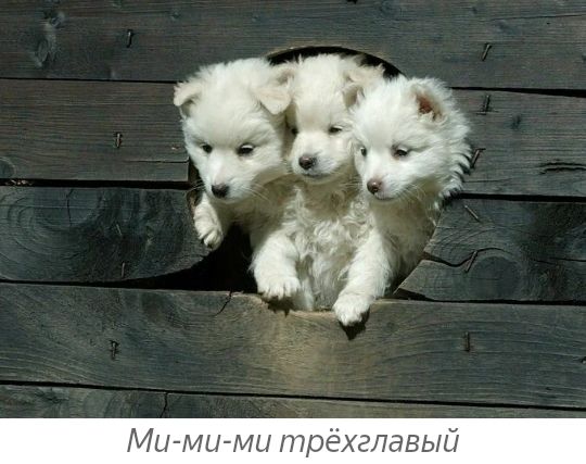 ш трёхгпавый