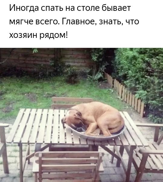 Иногда спать на столе бывает мягче всего Главное знать что хозяин рядом