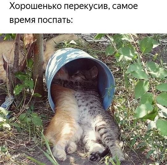 Хорошенько перекусив самое время поспать