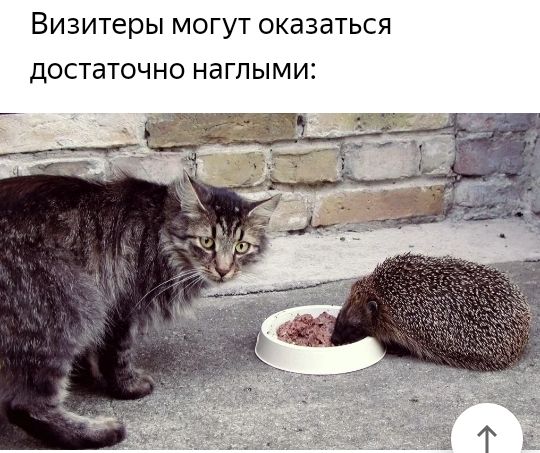 Визитеры МОГУТ ОКЗЗдТЬСЯ ДОСТаТОЧНО НЭГЛЫМИЕ