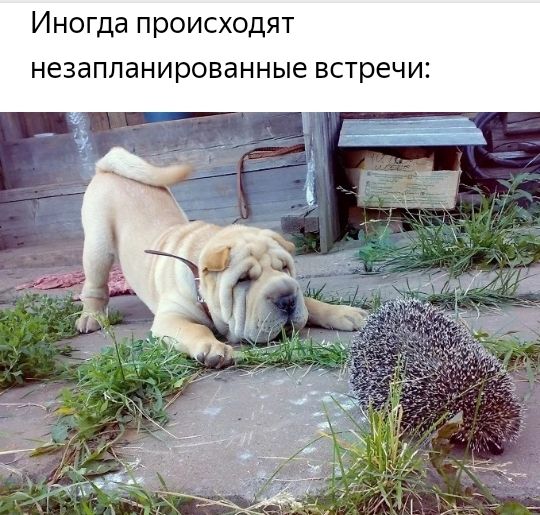 Иногда происходят незапланированные встречи