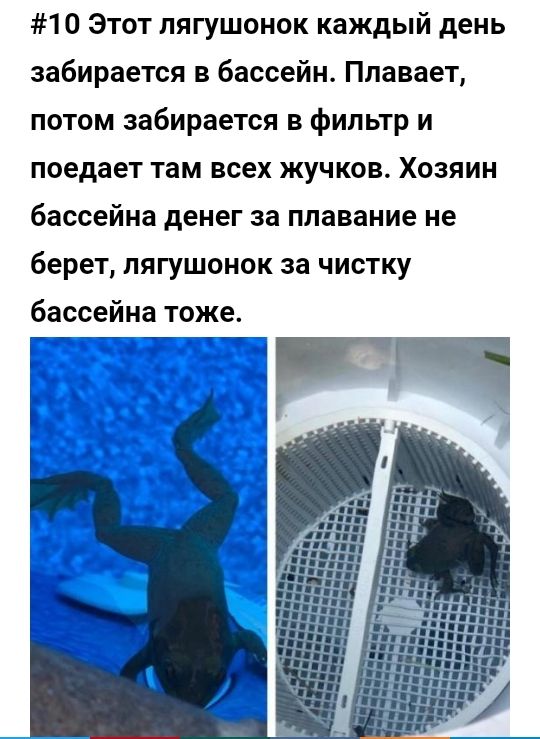 10 Этот лягушонок каждый день забирается в бассейн Плавает потом забирается в фильтр и поедает там всех жучков Хозяин бассейна денег за плавание не берет лягушонок за чистку бассейна тоже Гйй _____ Т