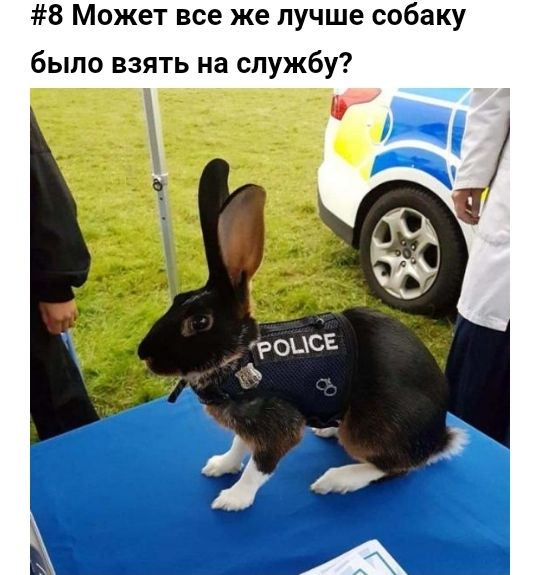 8 Может все же лучше собаку было взять на службу