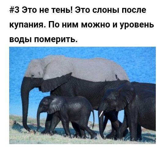 3 Это не тень Это слоны после купания По ним можно и уровень ВОДЫ померить