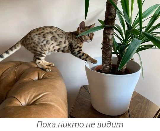 Пока никто не видит