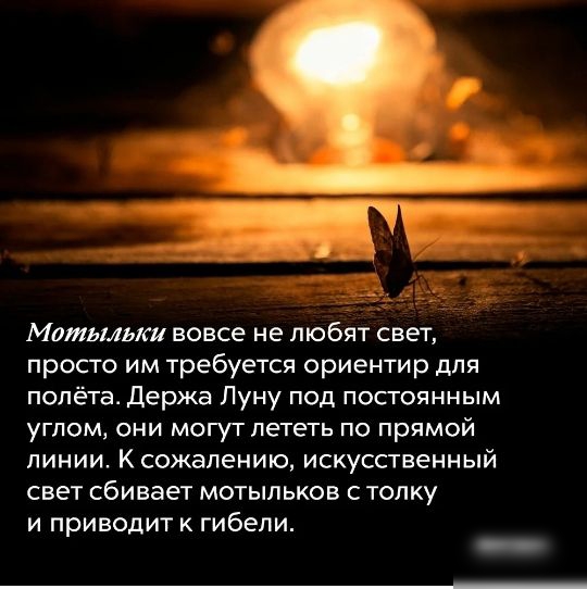 Мвтьмыш вовсе не любят свет просто им требуется ориентир для полёта Держа Луну под постоянным уГПОМ ОНИ МОГУТ лететь ПО ПРЯМОЙ линии К сожалению искусственный свет сбивает мотыльков с толку и приводит к гибели