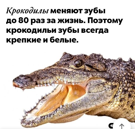 Крокодилы меняют зубы до 80 раз за жизнь Поэтому крокодильи зубы всегда крепкие и белые