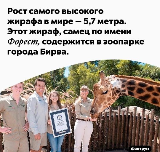 Рост самого высокого жирафа в мире 57 метра Этот жираф самец по имени Форест содержится в зоопарке города Бирва