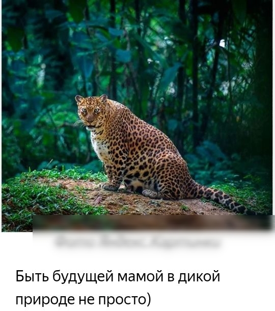 Быть будущей мамой в дикой природе не просто