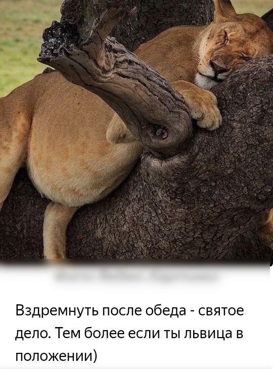 Вздремнуть после обеда святое дело Тем более если ты львица в положении