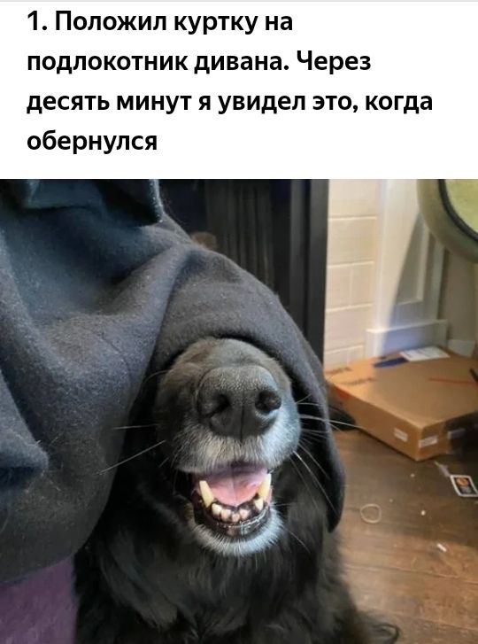 1 Положил куртку на подлокотник дивана Через десять минут я увидел это когда обернулся