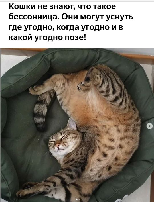 Кошки не знают что такое бессонница Они могут уснуть где угодно когда угодно и в какой угодно позе
