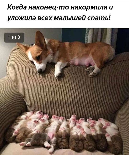 Когда наконец то накормила и уложила всех малышей спать