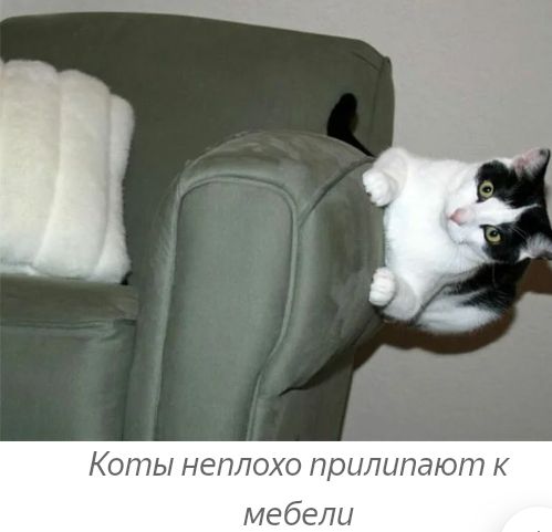 Коты НЕПЛОХО ПЦПдЮП К мебе