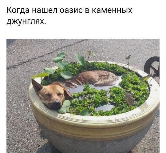 Когда нашел ОЭЗИС В каменных ДЖУНГПЯХ