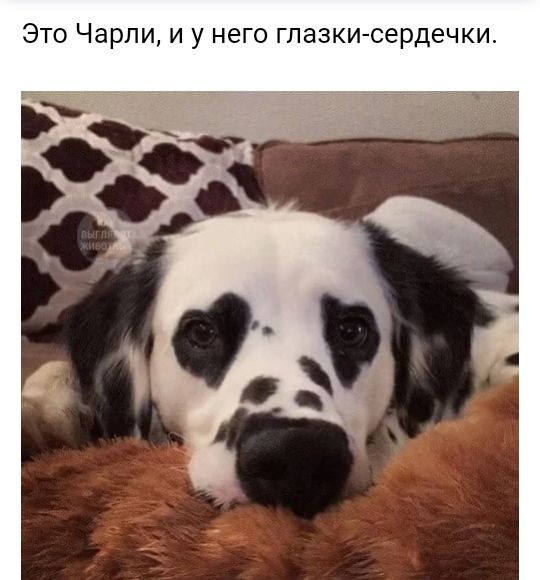 Это Чарли и у него глазки сердечки