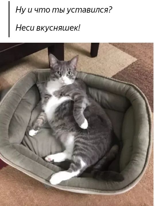 Ну и что ты уставился Неси вкусняшек