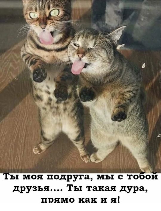 ы моя подруга мы то ои друзья Ты такая дура прямо как и я