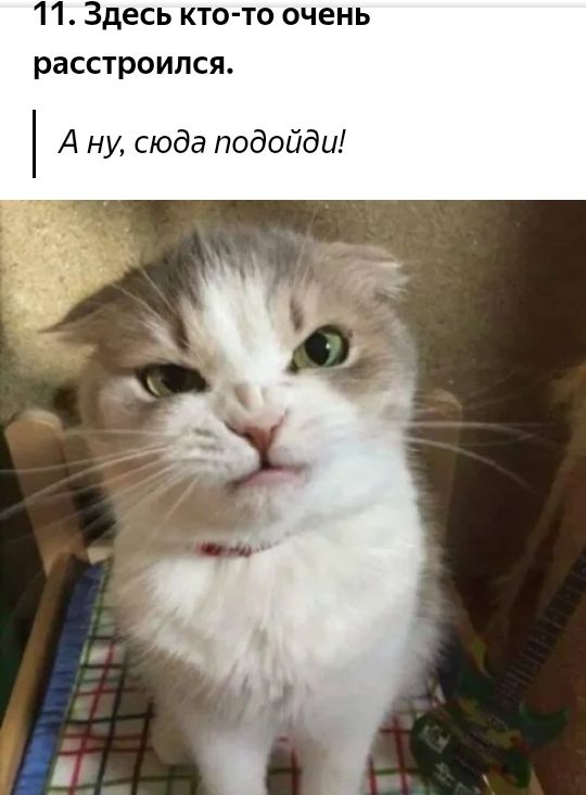 11 Здесь кто то очень расстроился А ну сюда подойди