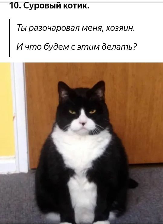10 Суровый котик ТЫ разочаровал МЕНЯ ХОЗЯИН И что будем с этим делать