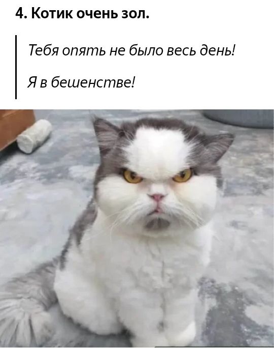 4 Котик очень зол Тебя опять не было весь день Я в бешенстве