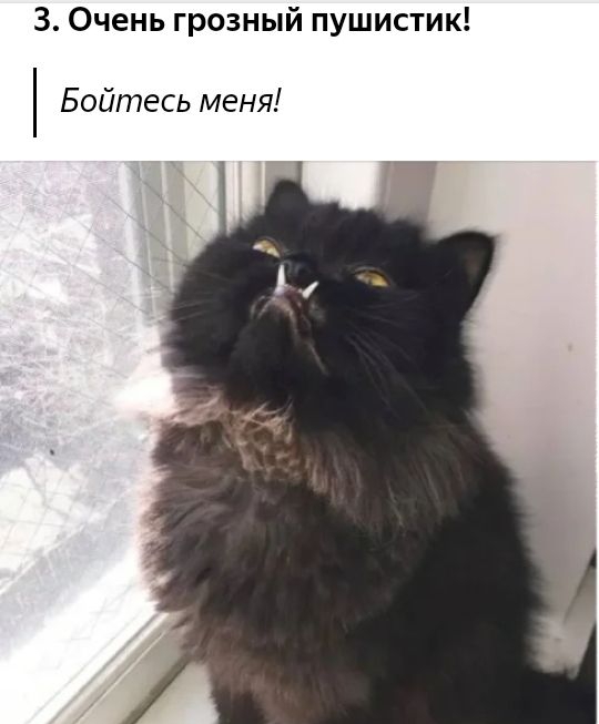 3 Очень грозный пушистик Бойтесь меня
