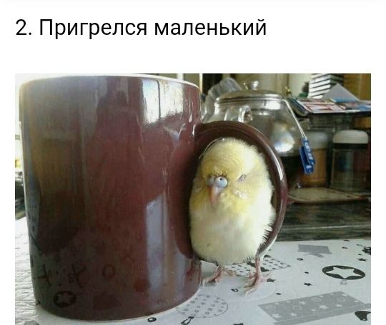 2 Пригрелся маленький