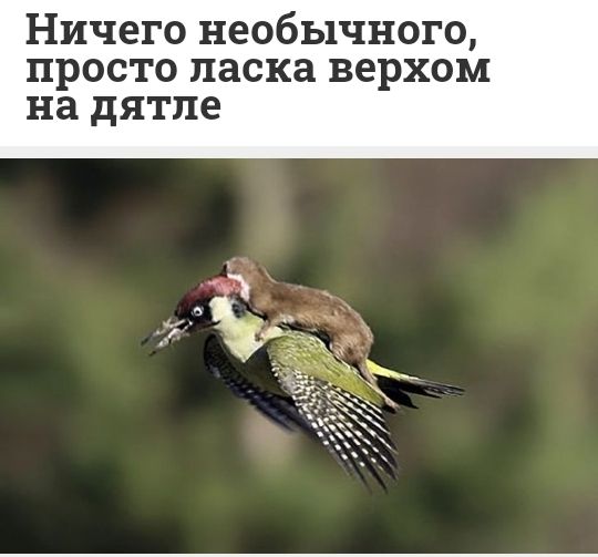 Ничего необычного просто ласка верхом на дятпе