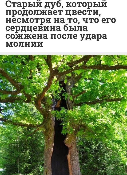 Старый дуо который продолжает цвести несмотря на то что его сердцевина была сожжена после удара молнии