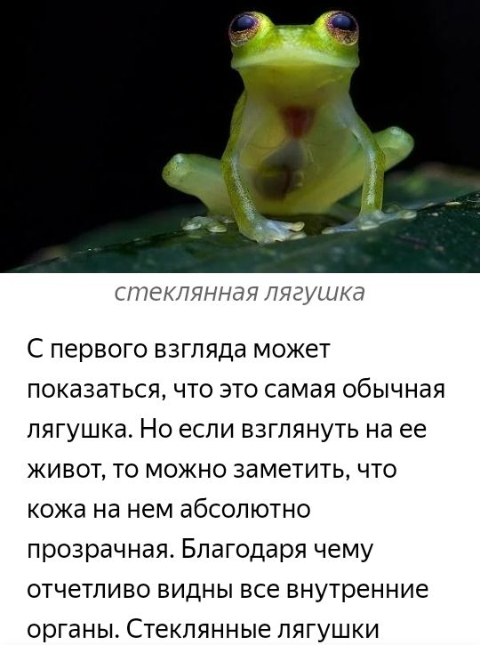 СГПЭКЛЯННЭЯ лягушка С первого взгляда может показаться что это самая обычная лягушка Но если взглянуть на ее живот то можно заметить что кожа на нем абсолютно прозрачная Благодаря чему отчетливо видны все внутренние органы Стеклянные лягушки