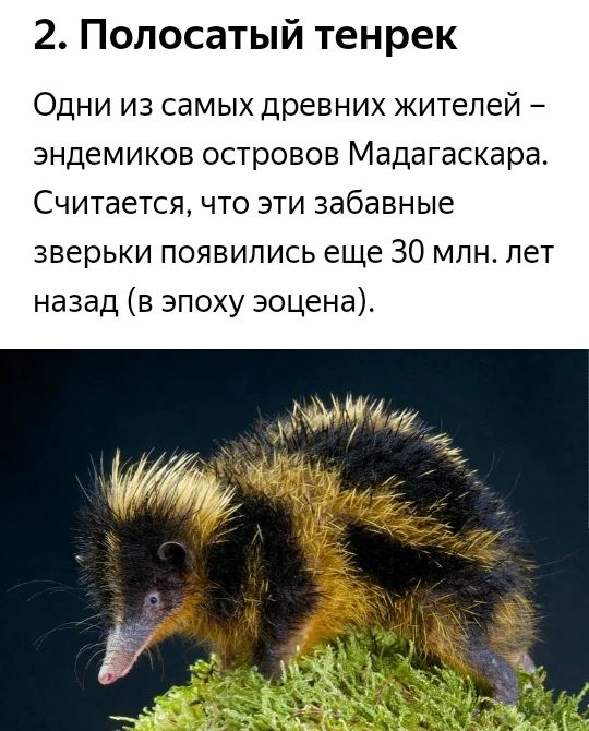 2 Полосатый тенрек Одни из самых древних жителей эндемиков островов Мадагаскара Считается что эти забавные зверьки появились еще 30 млн лет назад в эпоху эоцена