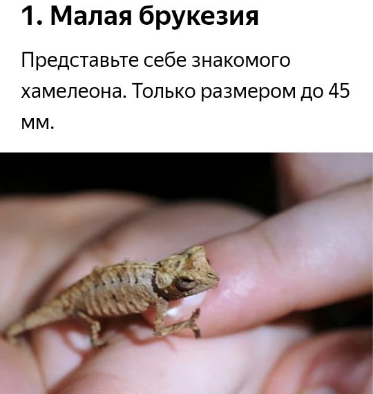 1 Малая брукезия Представьте себе знакомого хамелеона Только размером до 45 мм