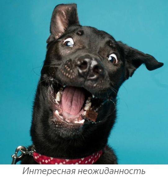 Интересная НЭОЖЦдЕіННОСПЬ