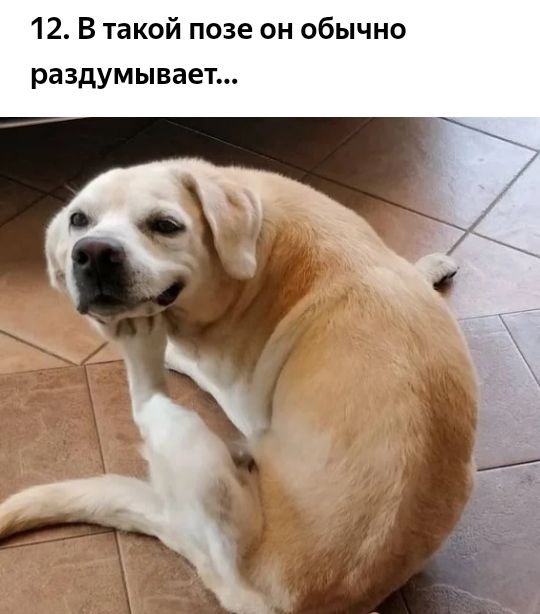 12 В такой позе он обычно раздумывает