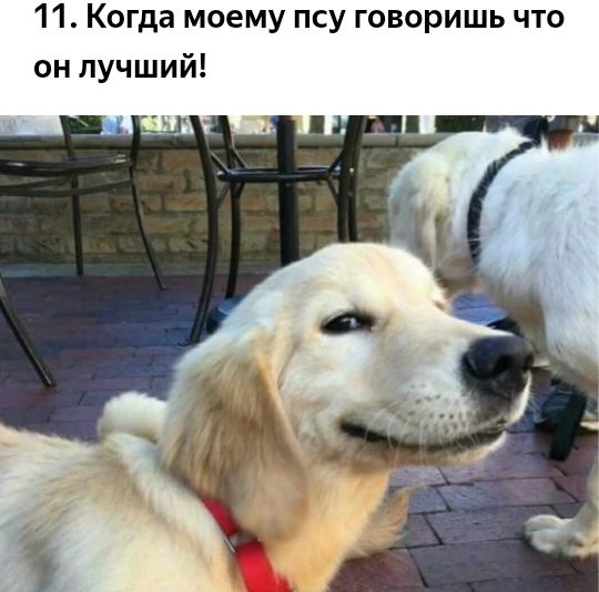 11 Когда моему псу говоришь что он лучший
