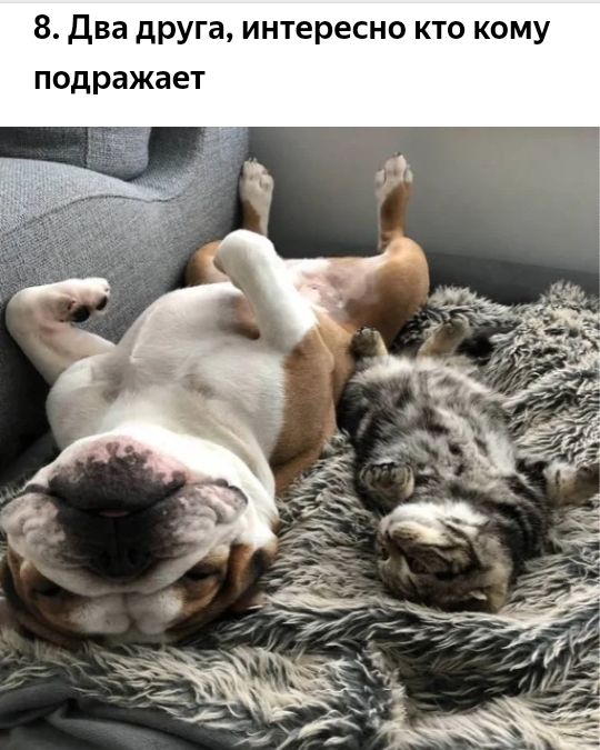8 два друга интересно кто кому подражает