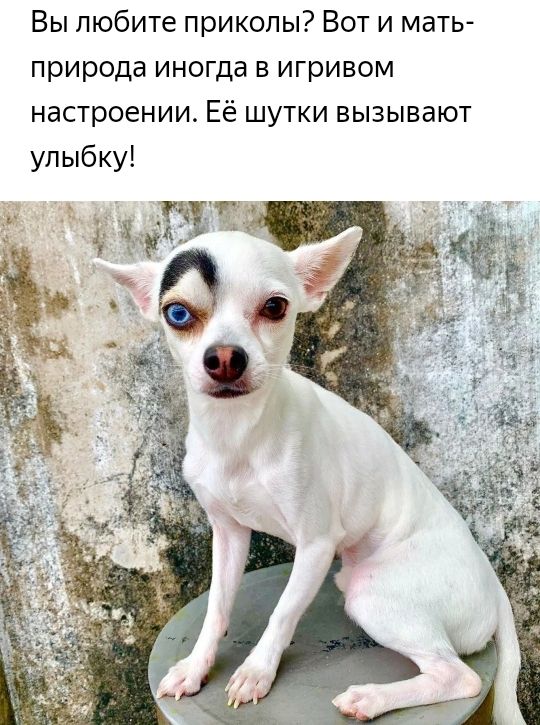 Вы любите приколы Вот и мать природа иногда в игривом настроении Её шутки вызывают улыбку