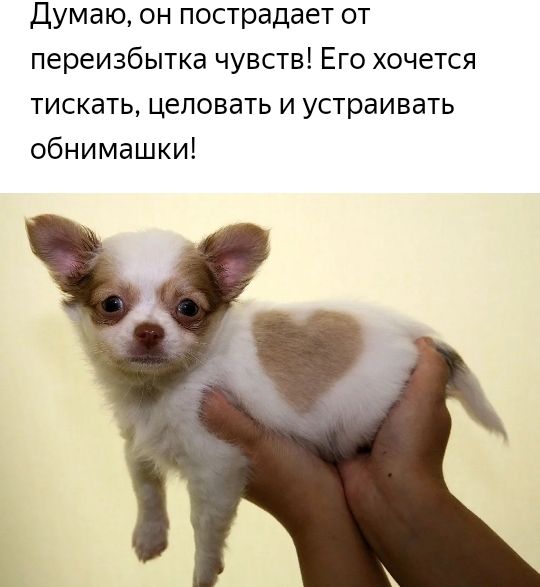 Думаю он пострадает от переизбытка чувств Его хочется тискать целовать и устраивать обнимашки
