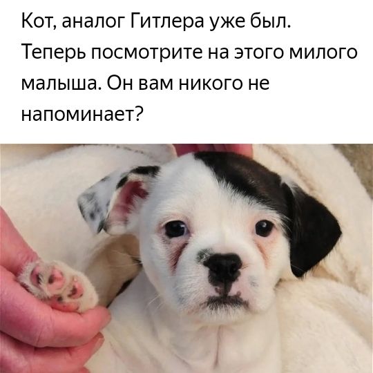 Кот анапог Гитлера уже был Теперь посмотрите на этого милого малыша Он вам никого не напоминает 7т