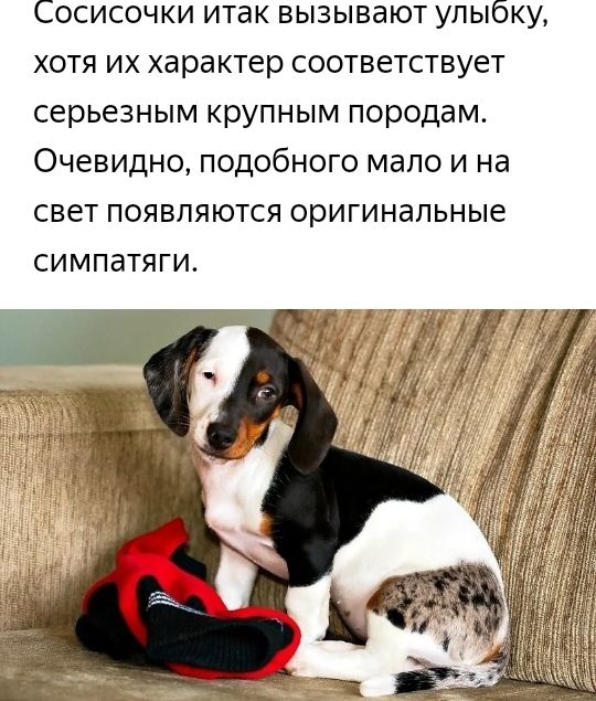 Сосисочки итак вызывают улыбку хотя их характер соответствует серьезным крупным породам Очевидно подобного мало и на свет появляются оригинальные симпатяги