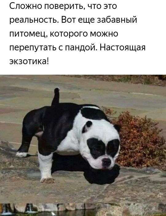 СЛОЖНО поверить ЧТО ЭТО реальность Вот еще забавный питомец которого можно перепутать с пандой_ Настоящая экзотика г ьи