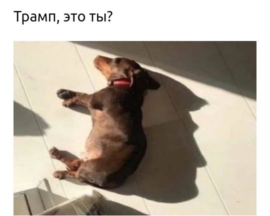 Трамп это ты
