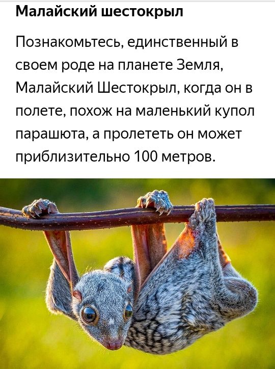 Малайский шестокрып Познакомьтесь единственный в своем роде на планете Земля Малайский Шестокрып когда он в полете похож на маленький купол парашюта а пролететь он может приблизительно 100 метров